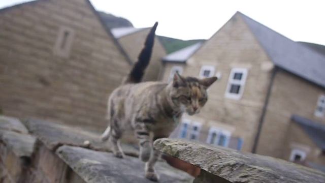 Panasonic LUMIX GF1 test смотреть онлайн