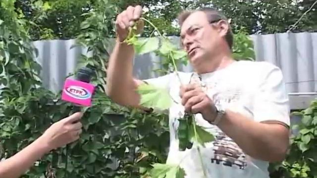 Моя усадьба (Виноград и Персик) 12-08-2011 смотреть онлайн