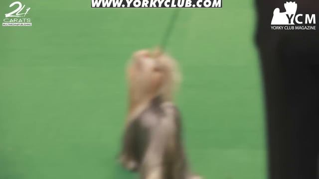 Westminster Yorkshire Terrier Show 2010 - Part 3