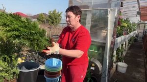 Выращивание туи в контейнерах. Грунт, перевалка. Сибирь.