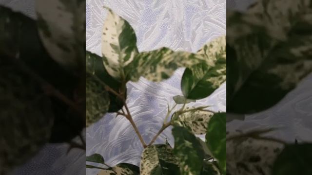 Фикус "Соль и перец" (Salt & Pepper) смотреть онлайн