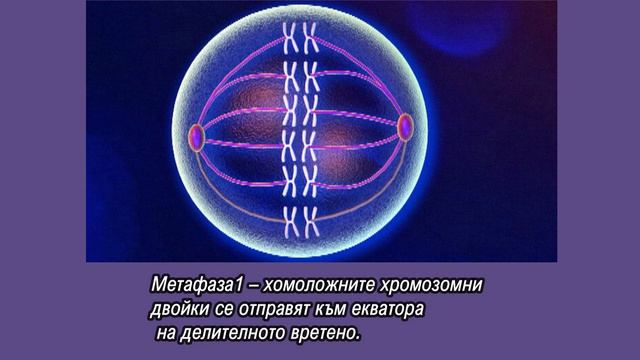 Мейоза - късо учебно видео смотреть онлайн