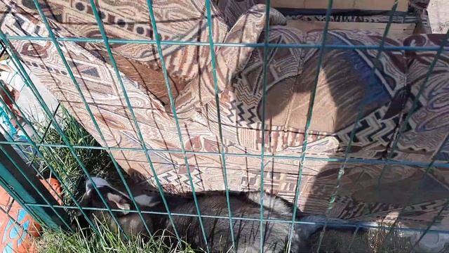 Утро без щенка Акиры смотреть онлайн