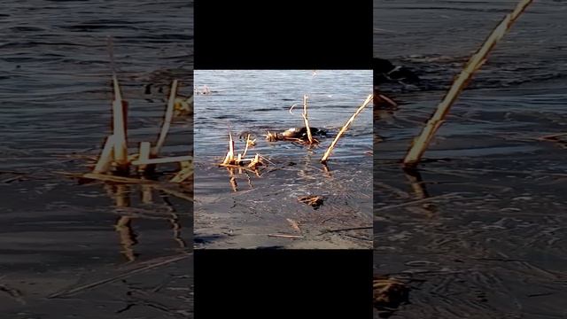 Первые шаги смотреть онлайн