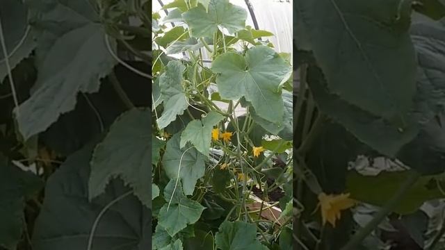 Самое простое средство от мучнистой росы на огурцах.