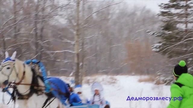 Дед Мороз в лесу. Новосибирск. смотреть онлайн