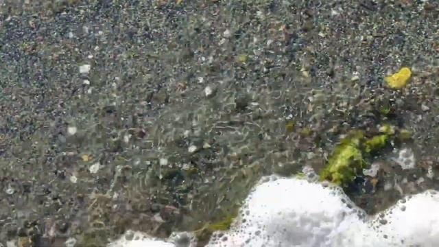 Цветение озера Курги в 2022 году (Челябинская область Аргаяшский район) смотреть онлайн