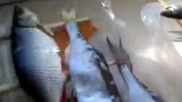 сушка уклейки в домашних условиях смотреть онлайн