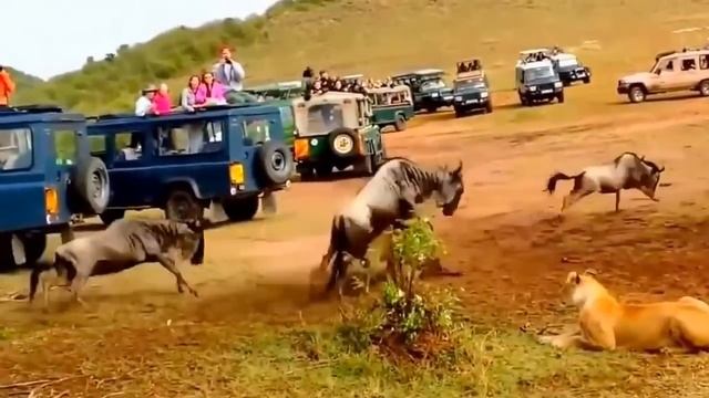 Разница льва и львицы с принятием решения смотреть онлайн