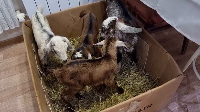 Ну ни коза, а дар настоящий. Столько козлят разом. смотреть онлайн