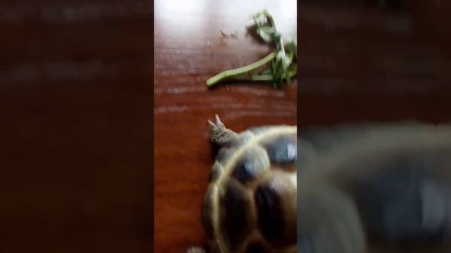 Содержание сухопутных среднеазиатских черепашек, всё что я о них знаю! смотреть онлайн