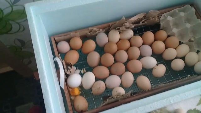 Инкубация куриных яиц 19 день смотреть онлайн
