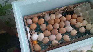 Инкубация куриных яиц 19 день