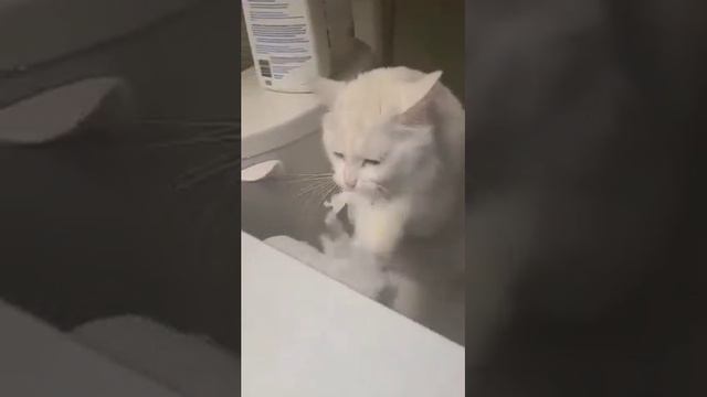 Кот и туалетная бумага смотреть онлайн