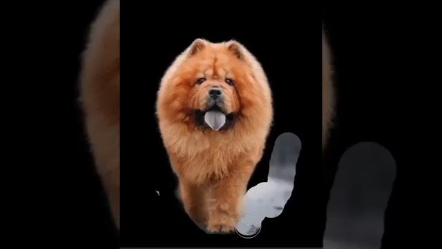Refine Edges in Photoshop | Scope EDU смотреть онлайн