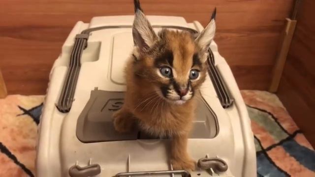 Caracal Screams for Food смотреть онлайн
