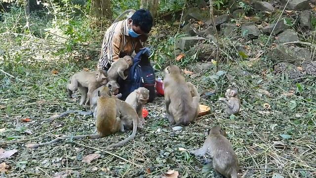 All Small Savanna is Crowded to Join our Feeding By Brother Bros смотреть онлайн