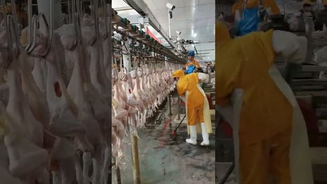 What happens before a chicken sent to people's tables смотреть онлайн