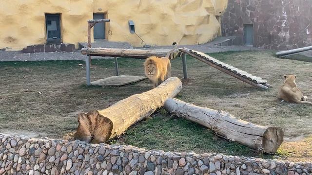 Алматы. Львы в нашем зоопарке смотреть онлайн