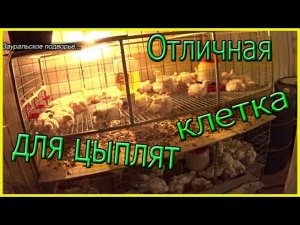 Посадка цыплят в новую клетку  Клетка для цыплят бройлера своими руками
