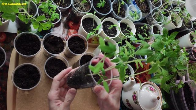 Как выглядит Рассада / Ошибки / Пикировка - легко / Дачница Натали @natalifrol смотреть онлайн