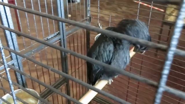 Рогатый ворон смотреть онлайн