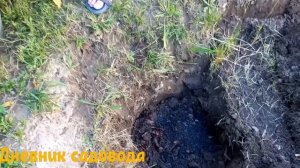 КАК ПЕРЕСАДИТЬ ГОРТЕНЗИЮ ЛЕТОМ. Пересадка гортензии правильно