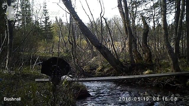 ID1577/Висимский заповедник/Птицы/Глухарка и глухарь ч.2 смотреть онлайн