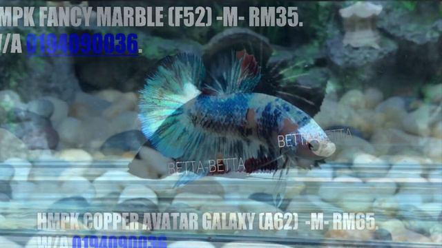 BETTA-BETTA GROUP 66 ( ikan laga , crowntail , halfmoon , avatar , galaxy , dumbo / cooper ) смотреть онлайн