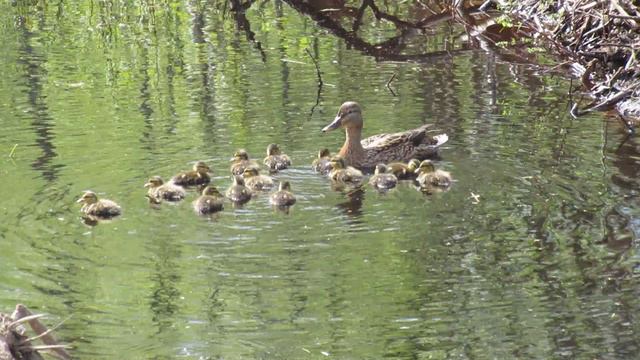 Утка с четырнадцатью маленькими утятами на лесном озере смотреть онлайн