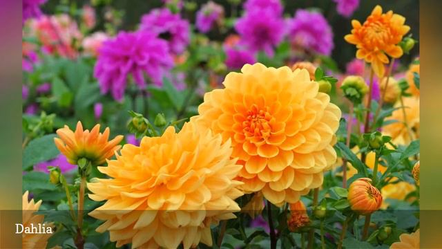 The 17 Most Colorful Garden Plants 🛋️ смотреть онлайн