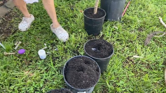 how to propagate the plumeria plant August 19, 2022 смотреть онлайн