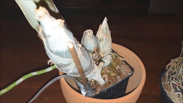 Посылка от Сашеньки и мой ненасытный хомяк...))) смотреть онлайн
