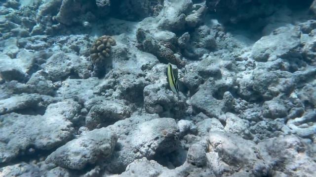 Snorkeling in the Maldives - with an iPhone 13 смотреть онлайн