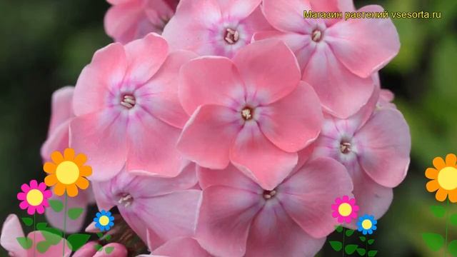 Флокс метельчатый Мадам Клико. Краткий обзор, описание характеристик phlox paniculata Madam Cliko смотреть онлайн
