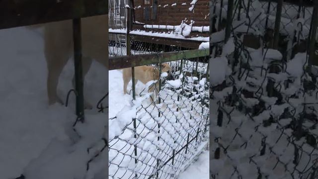 Алабай и кангал , ферма замошье. смотреть онлайн