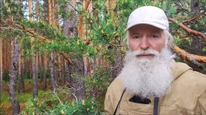 Сосновая пыльца - полезный дар природы! Как собирать и сушить