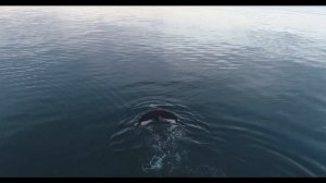 КАКИЕ ЗВУКИ ИЗДАЁТ КИТ ЗВУКИ КИТА И КОСАТКИ