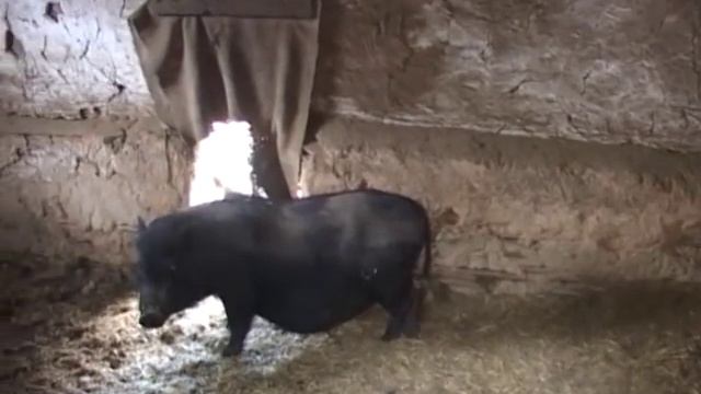 Вьетнамские поросята.Содержание. смотреть онлайн