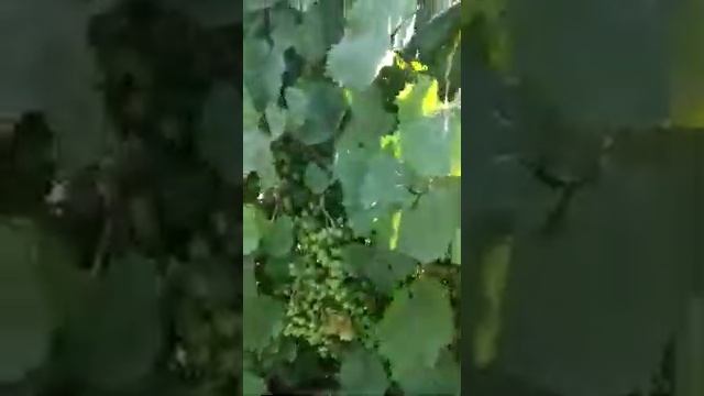 Использование удобрения "Полевик" для подкормки винограда смотреть онлайн