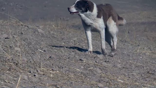 Аборигенные САО Таджикистана Саги Дахмарда из Ромитскиго ущелья смотреть онлайн