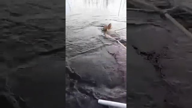 чирка кемь 2021 смотреть онлайн