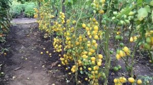 Какой сорт лучше? Легендарный томат Чио чио сан или Сумасшедший черри Барри? Битва 2-х сортов