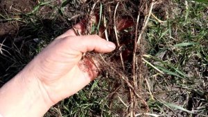 Пырей ползучий - полезный сорняк.Целебные свойства, Использование пырея в пище.