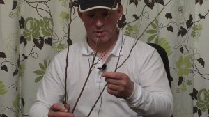 Саженцы из супермаркета. Стоит ли их покупать?