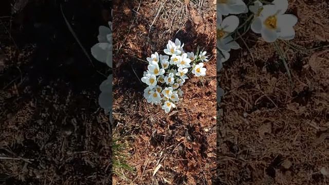 Первоцветы смотреть онлайн