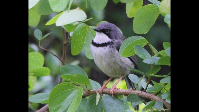 Bar-throated Apalis call смотреть онлайн