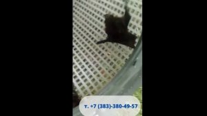 Как избавиться от летучих мышей