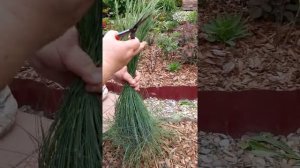 овсянница. стрижка летом