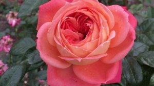 2020 Rose Queen of Hearts - Роза Куин оф хартс